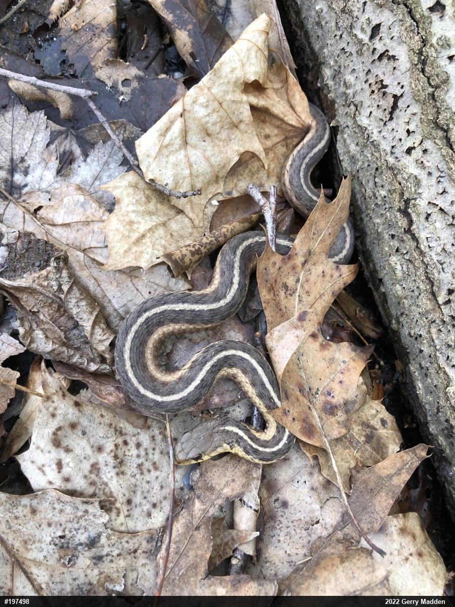 Eastern Gartersnake