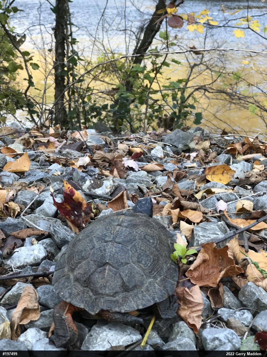 Wood Turtle