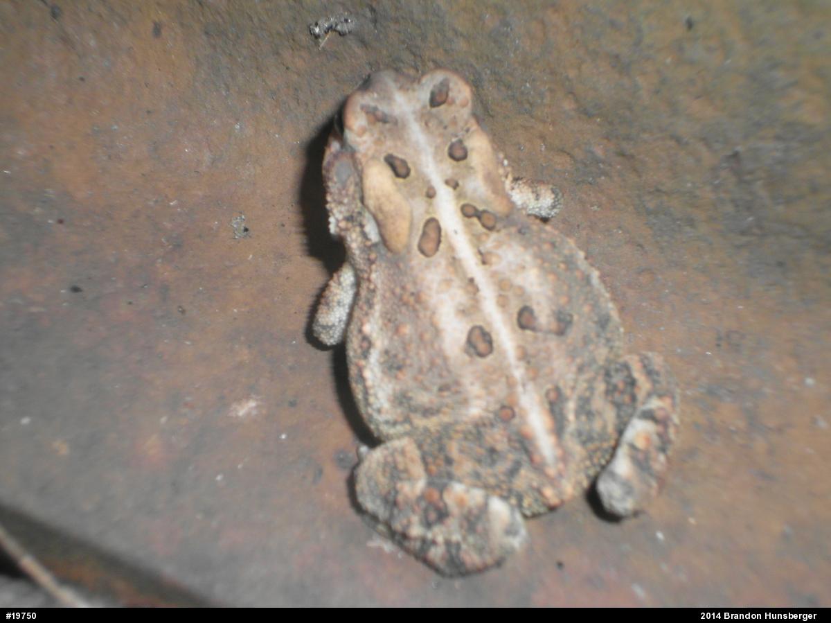 Eastern American Toad