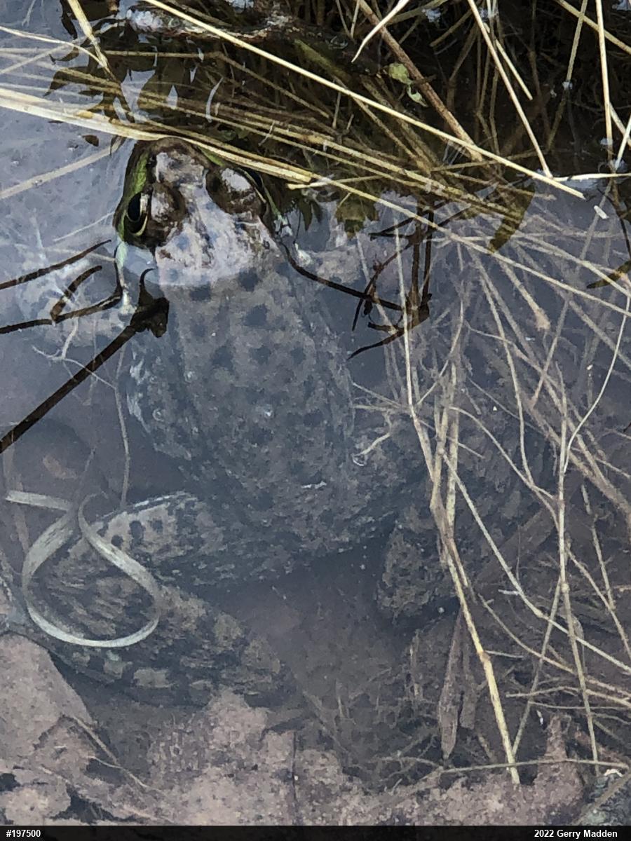 Green Frog
