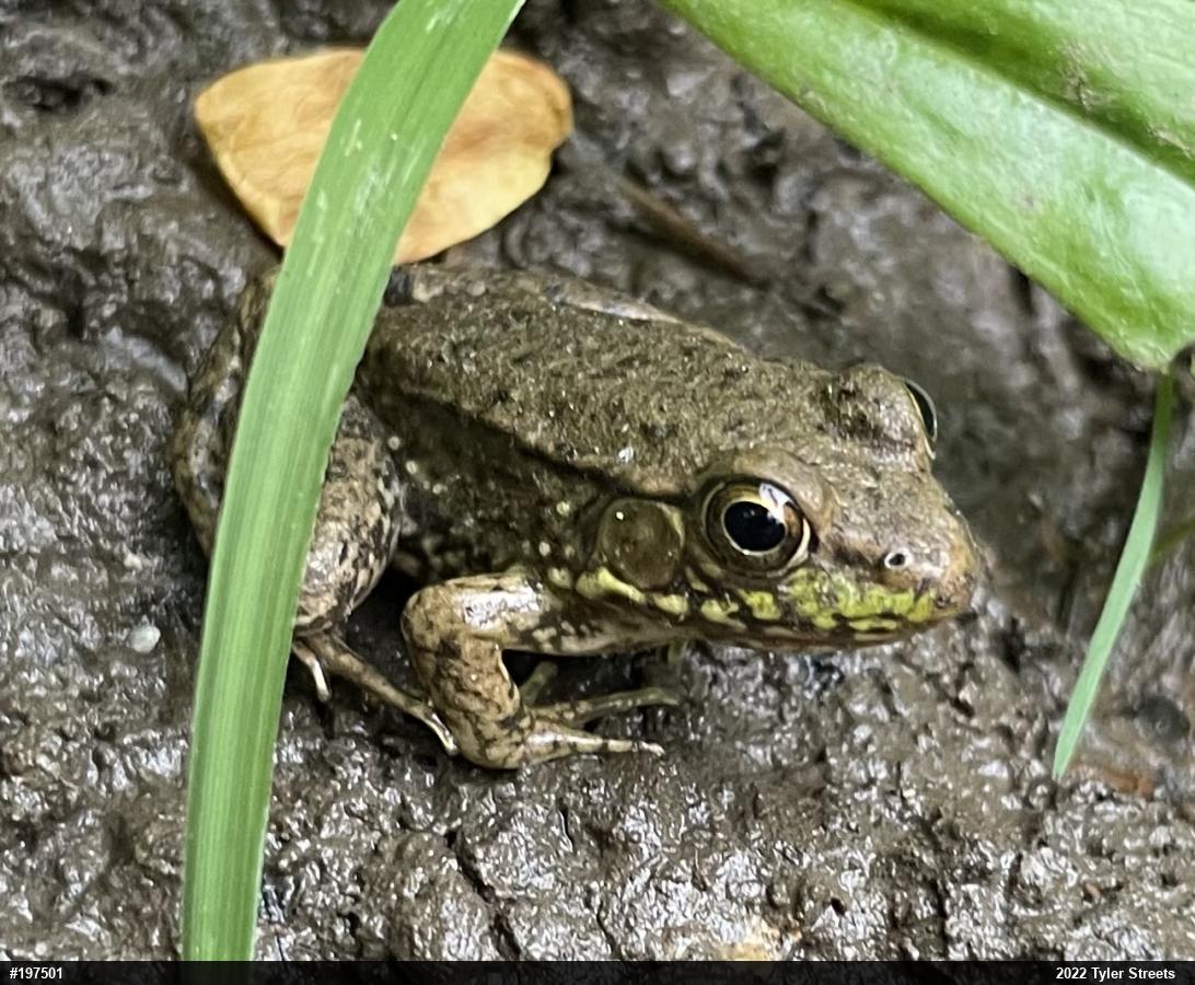 Green Frog