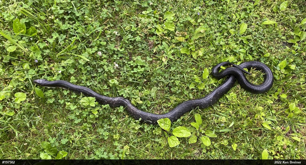 Eastern Ratsnake