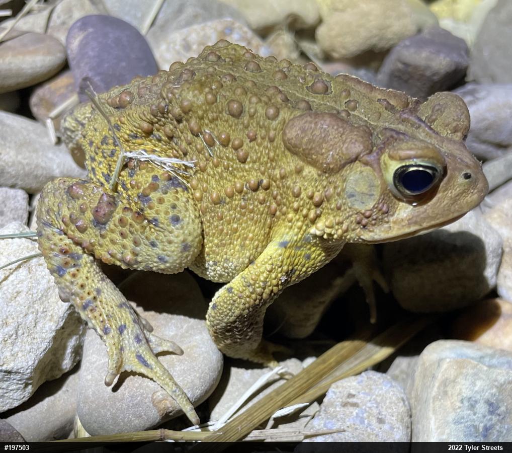 Eastern American Toad