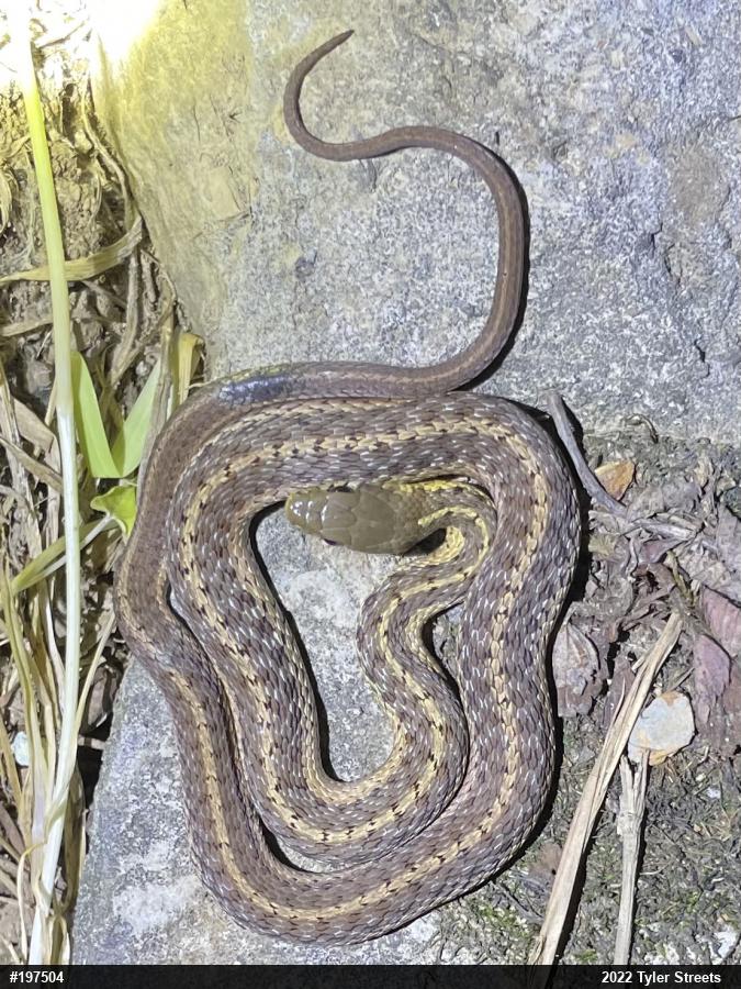 Eastern Gartersnake
