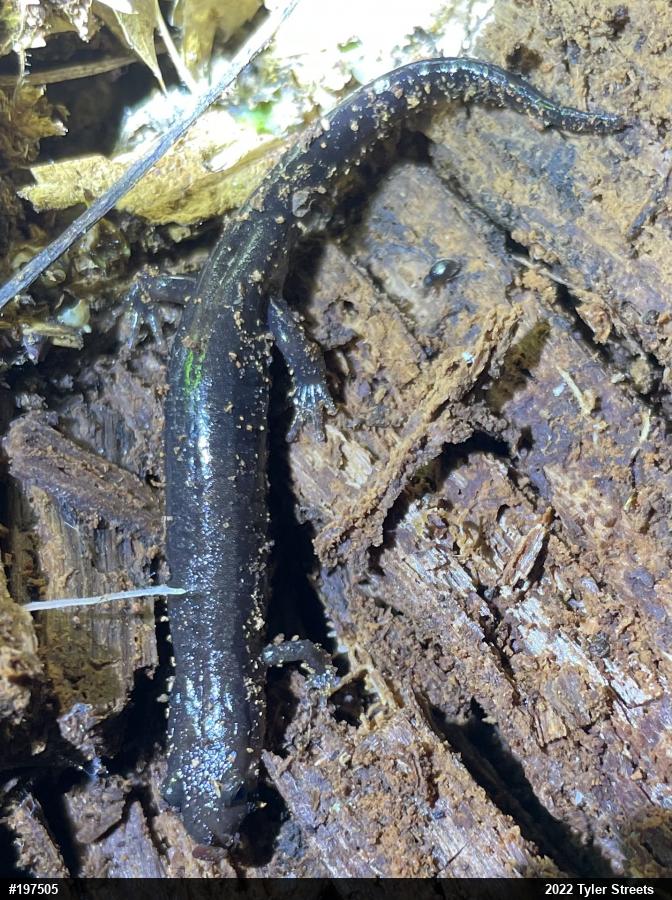 Allegheny Mountain Dusky Salamander
