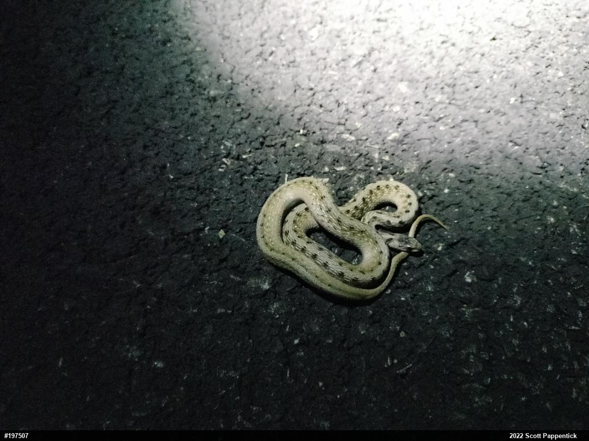 Dekay's Brownsnake