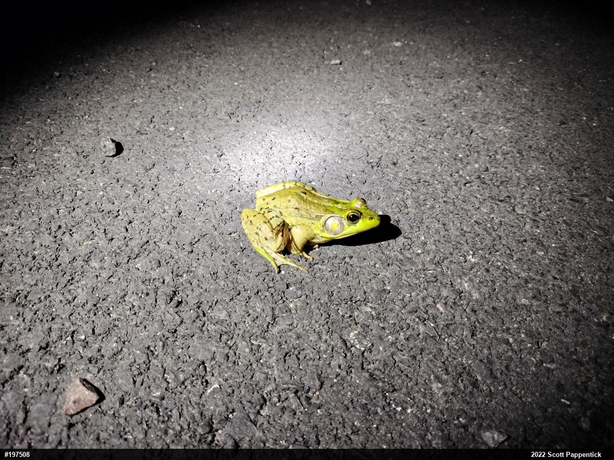 Green Frog