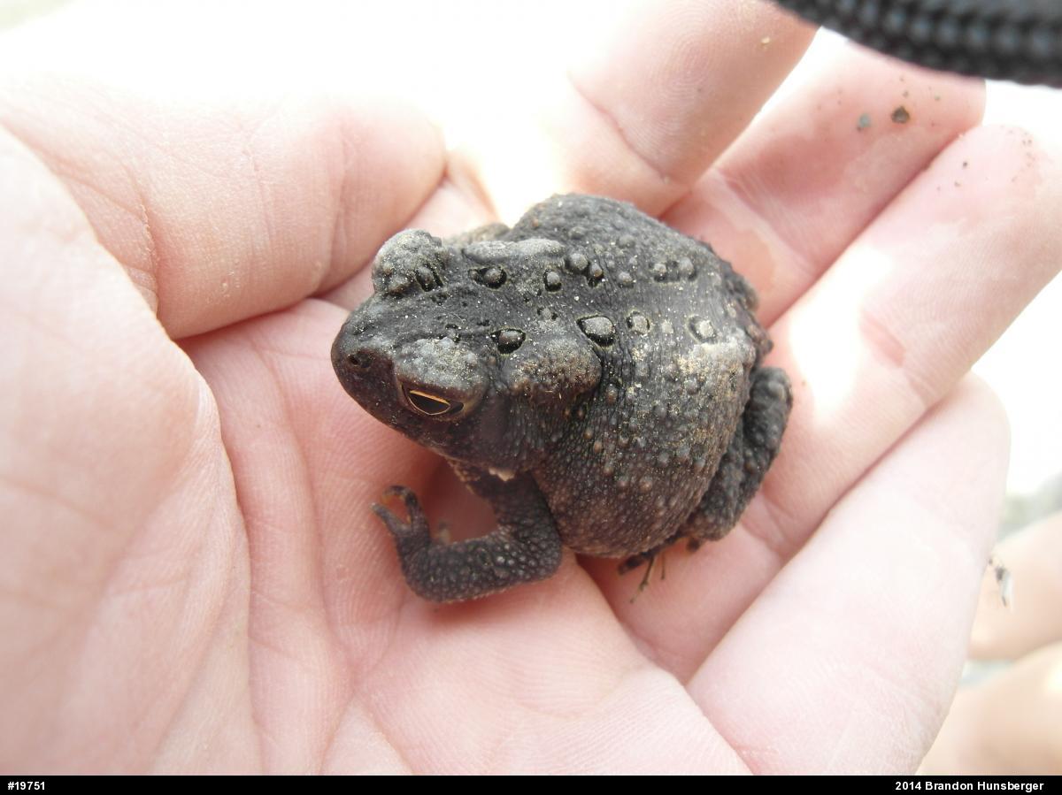 Eastern American Toad