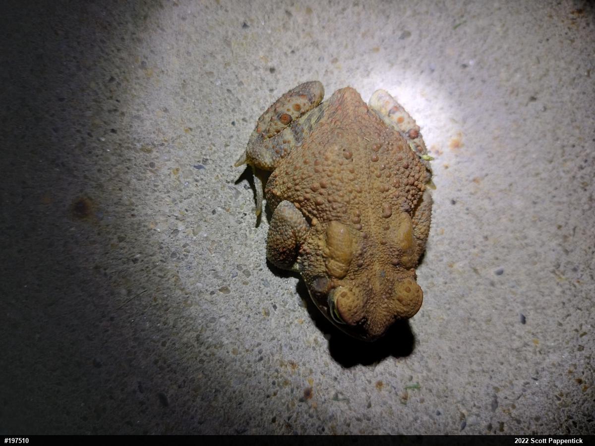 Eastern American Toad