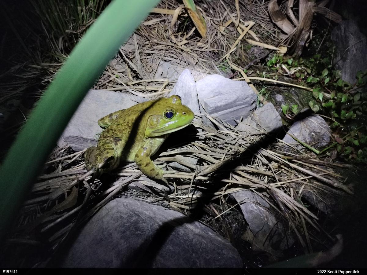 American Bullfrog