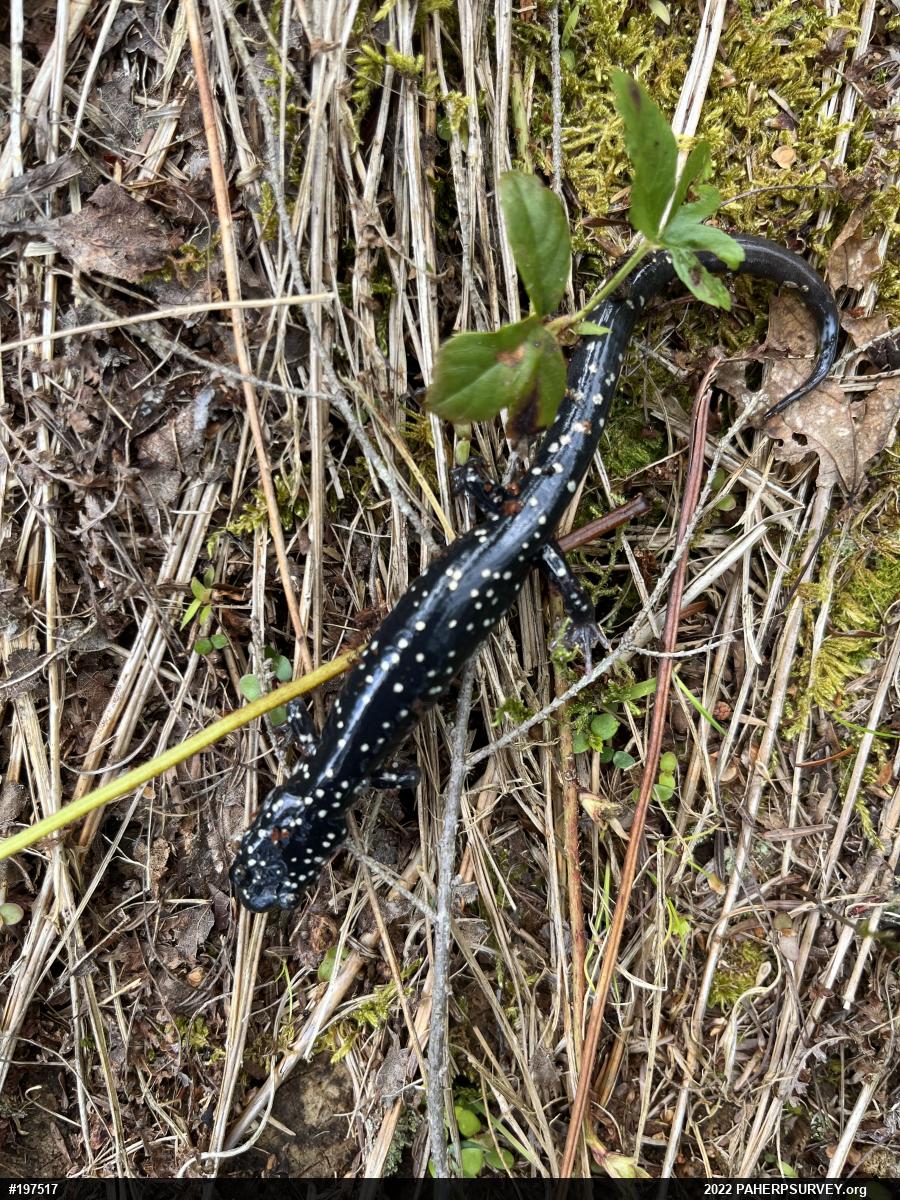 Northern Slimy Salamander