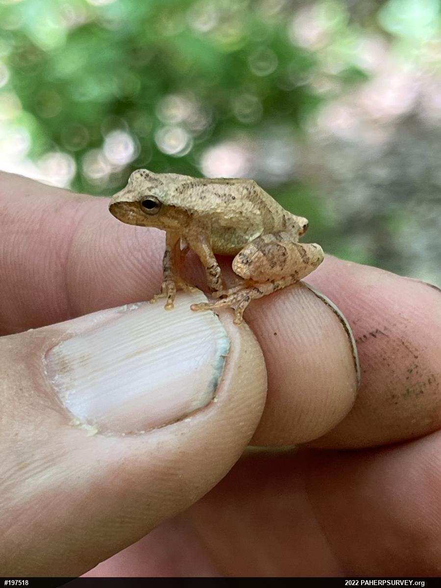 Spring Peeper