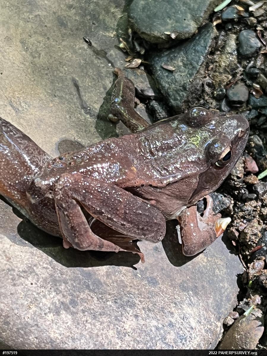 Wood Frog