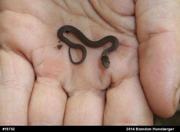 Dekay's Brownsnake