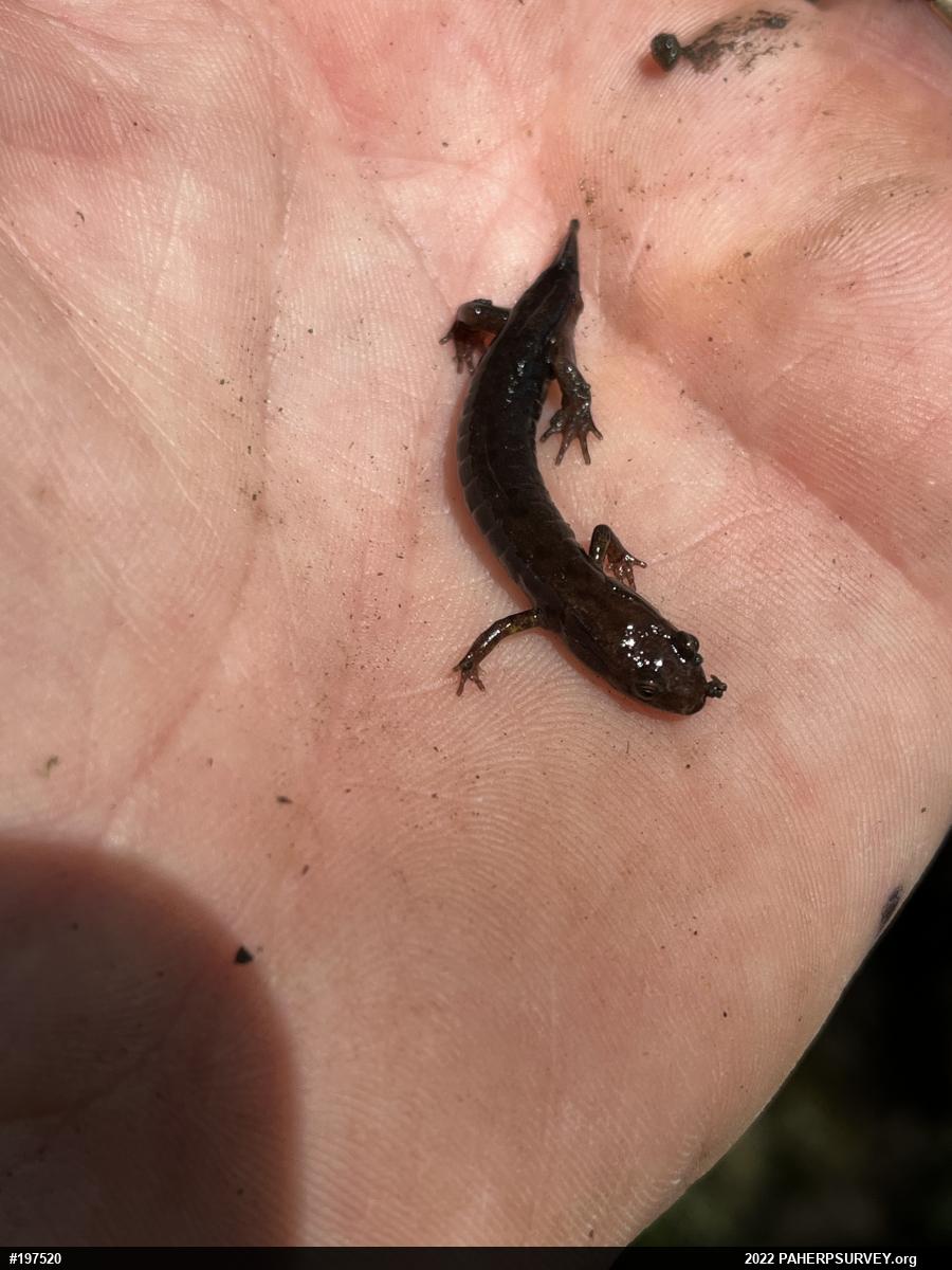 Allegheny Mountain Dusky Salamander