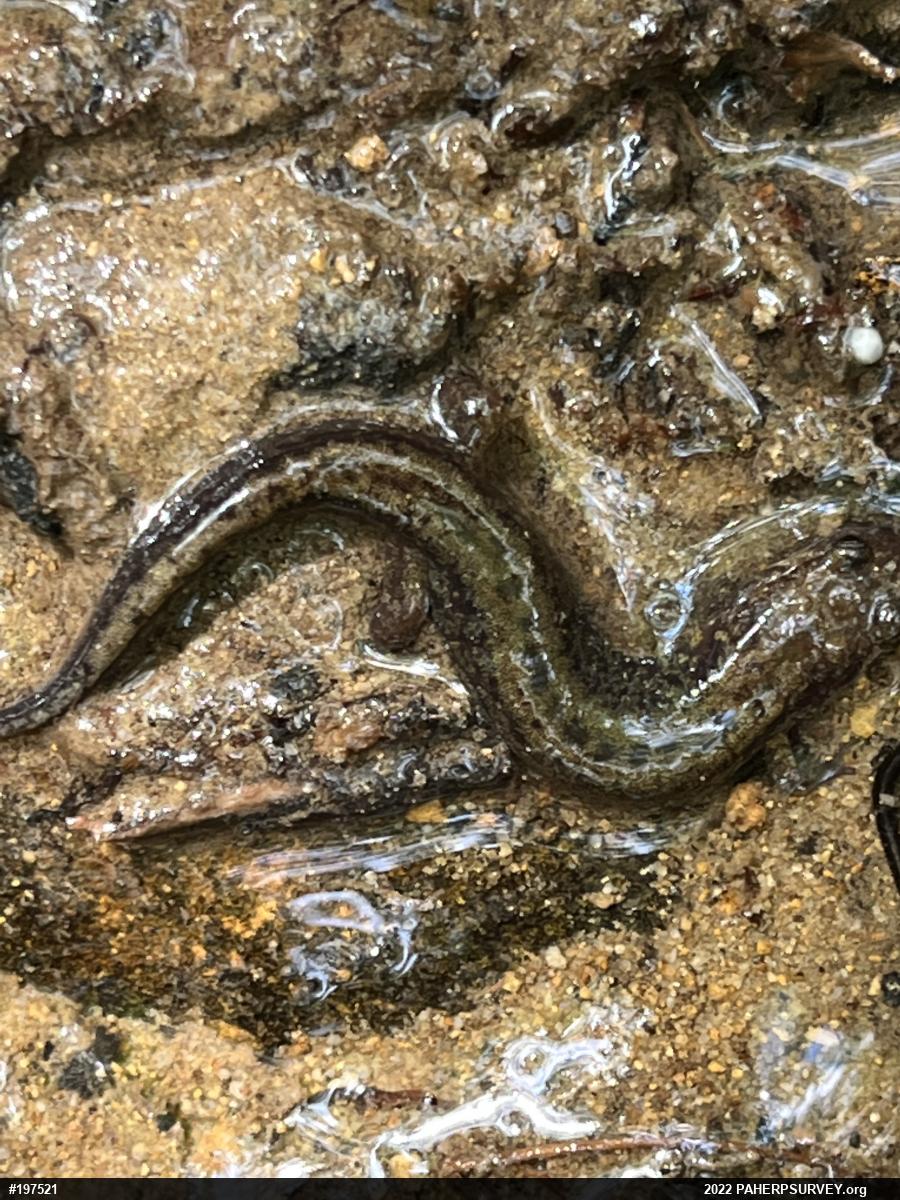 Allegheny Mountain Dusky Salamander
