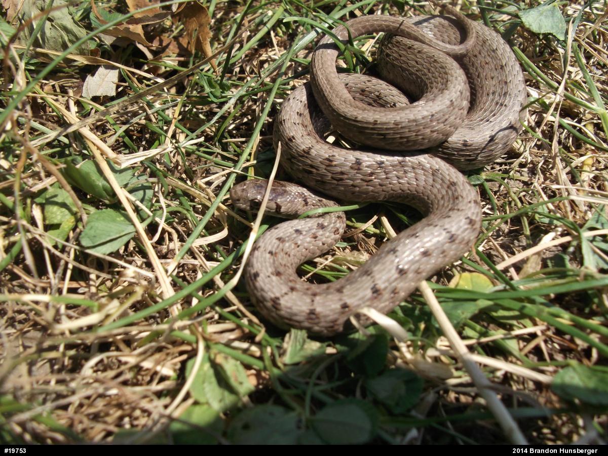 Dekay's Brownsnake