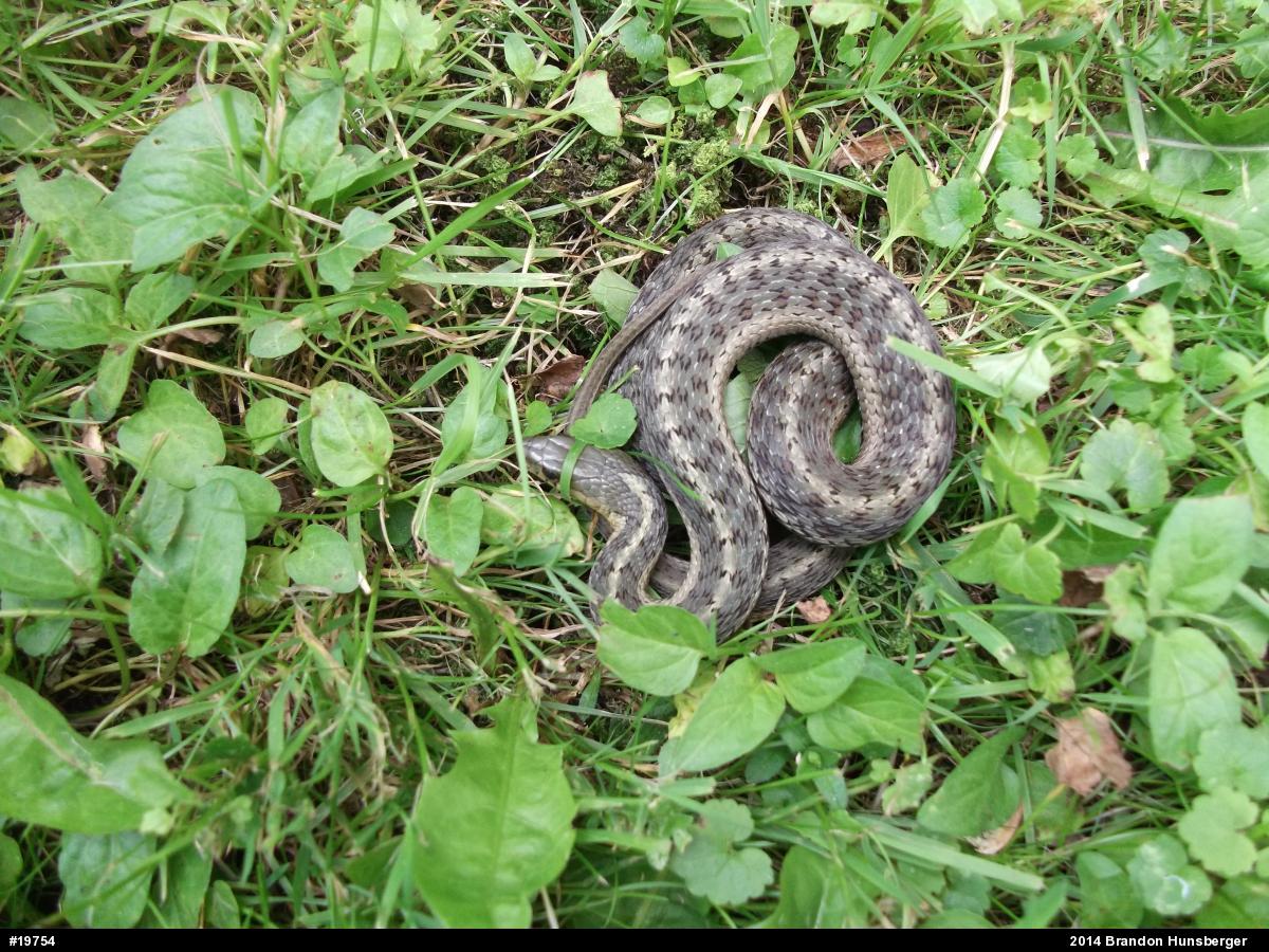 Eastern Gartersnake