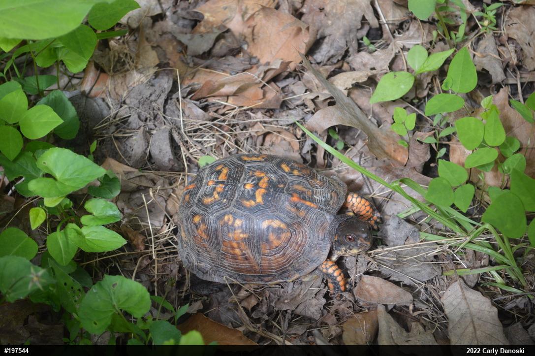 Eastern Box Turtle