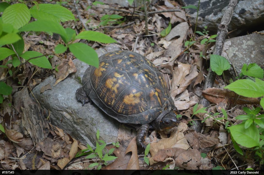 Eastern Box Turtle
