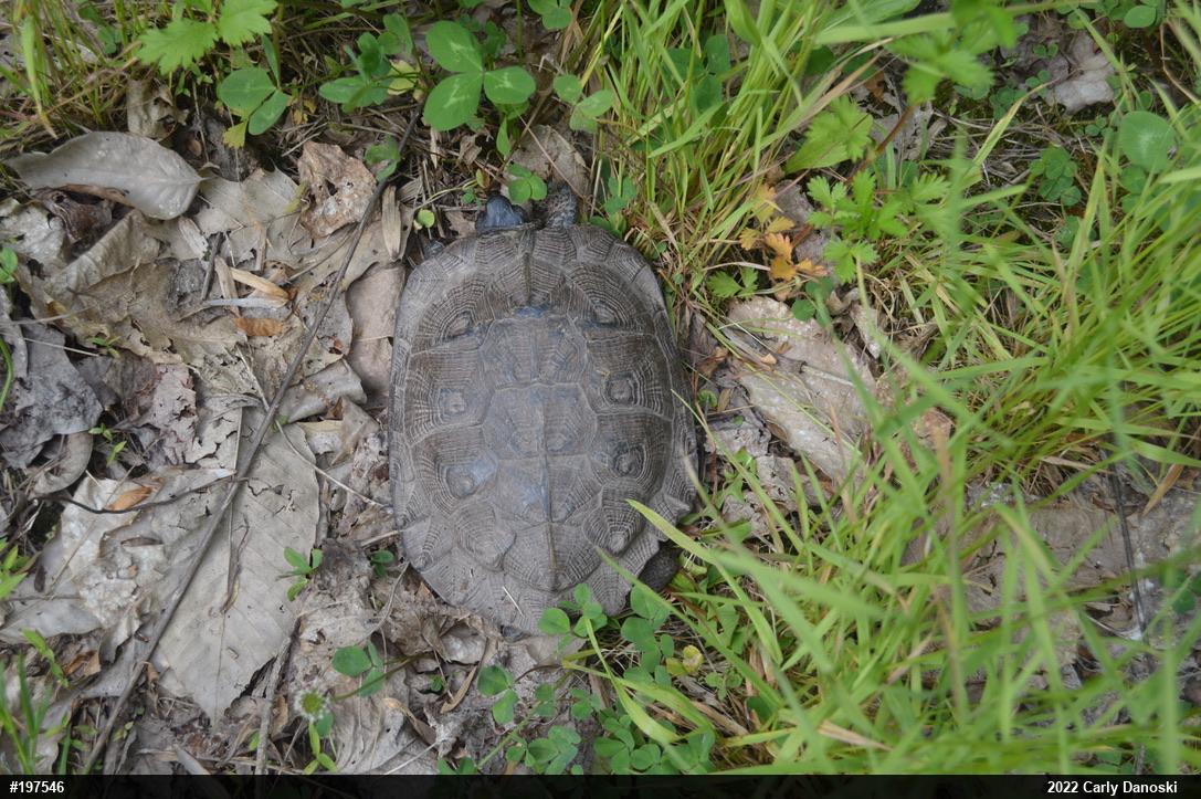 Wood Turtle