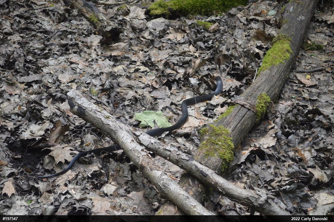 Eastern Ratsnake