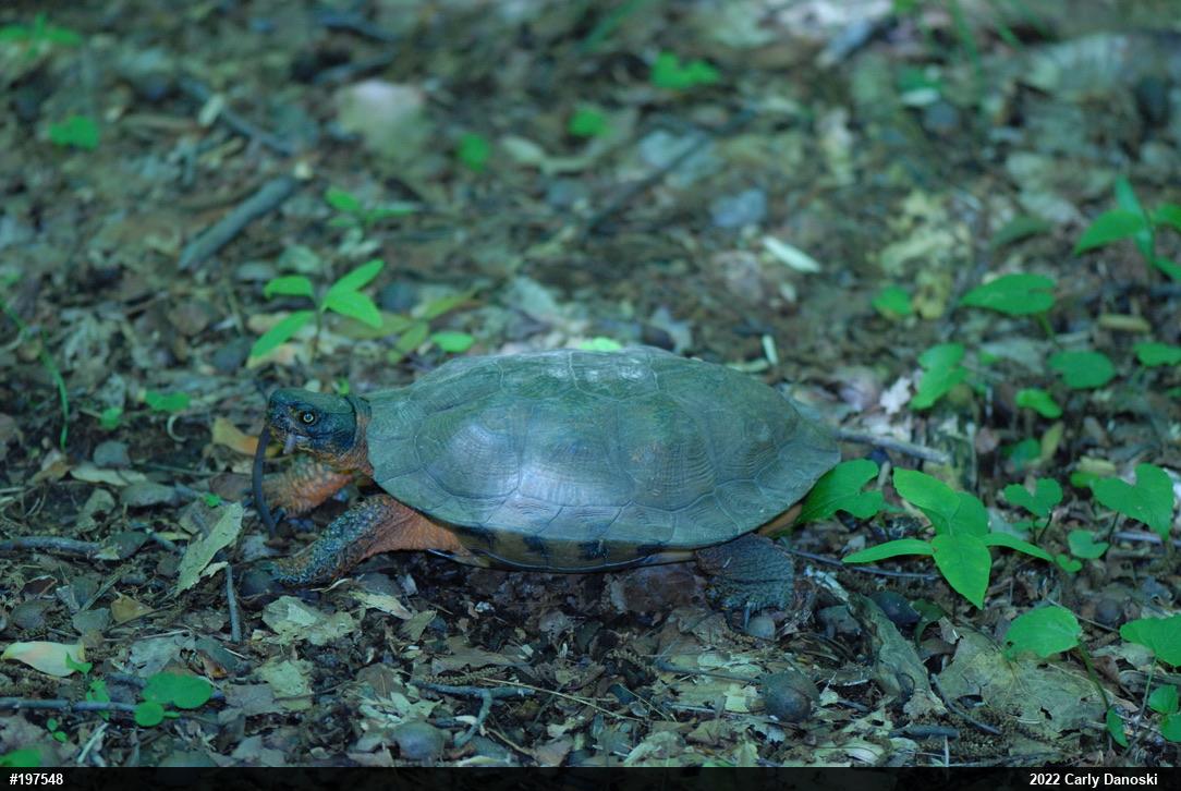 Wood Turtle