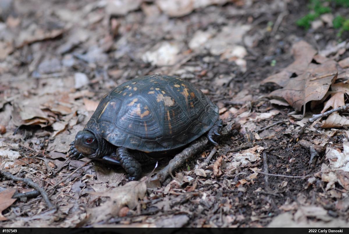 Eastern Box Turtle