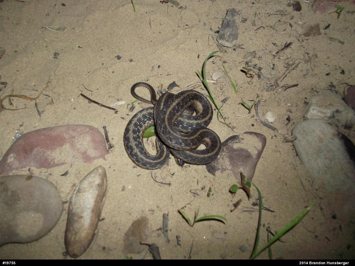 Eastern Gartersnake