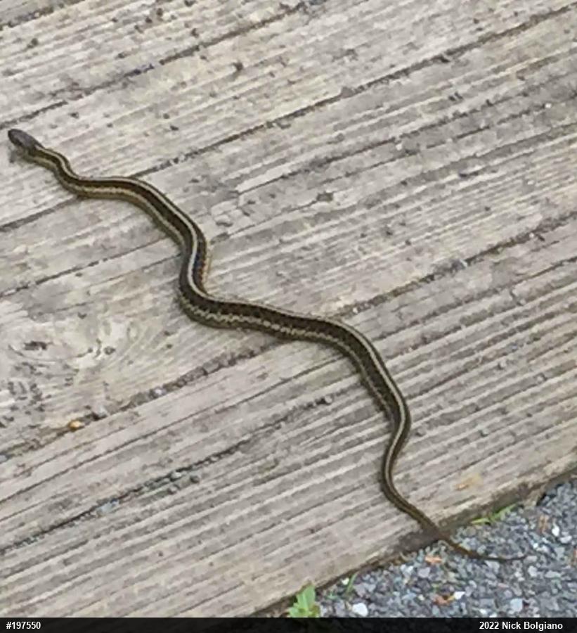 Eastern Gartersnake