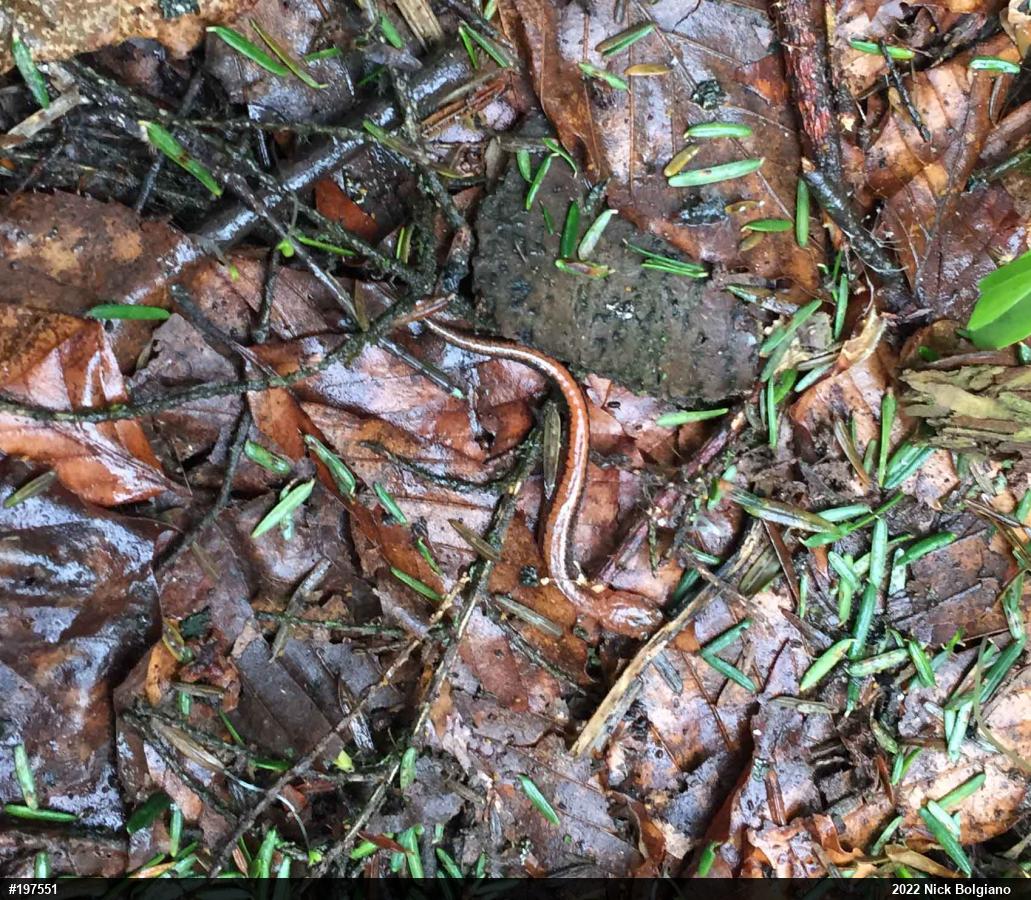 Eastern Red-backed  Salamander