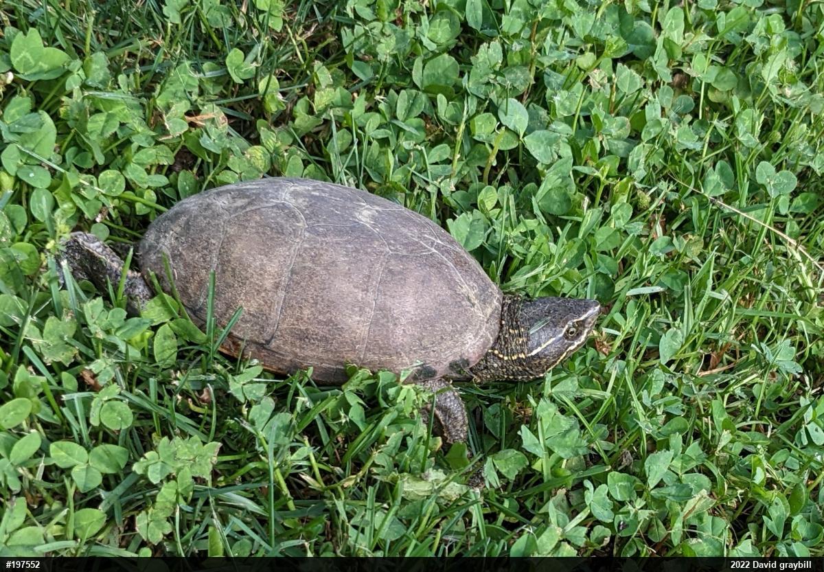 Eastern Musk Turtle