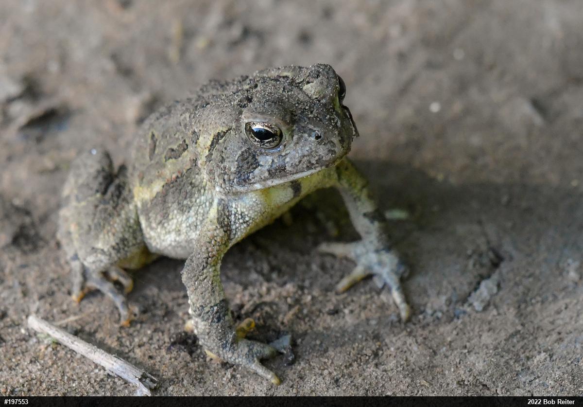 Fowler's Toad