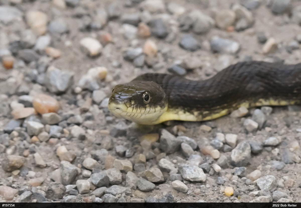 Eastern Ratsnake