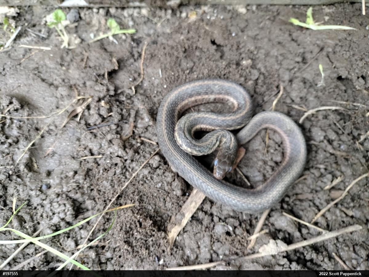 Eastern Gartersnake