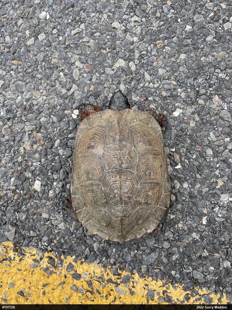 Wood Turtle