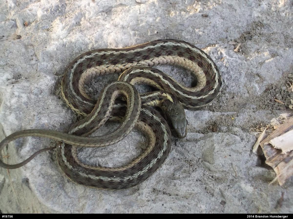 Eastern Gartersnake