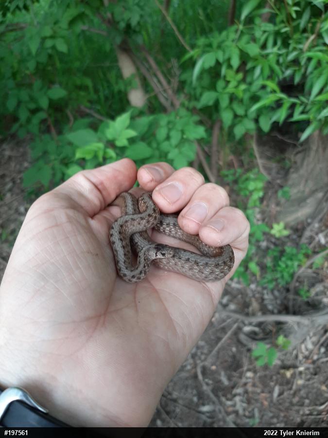 Dekay's Brownsnake