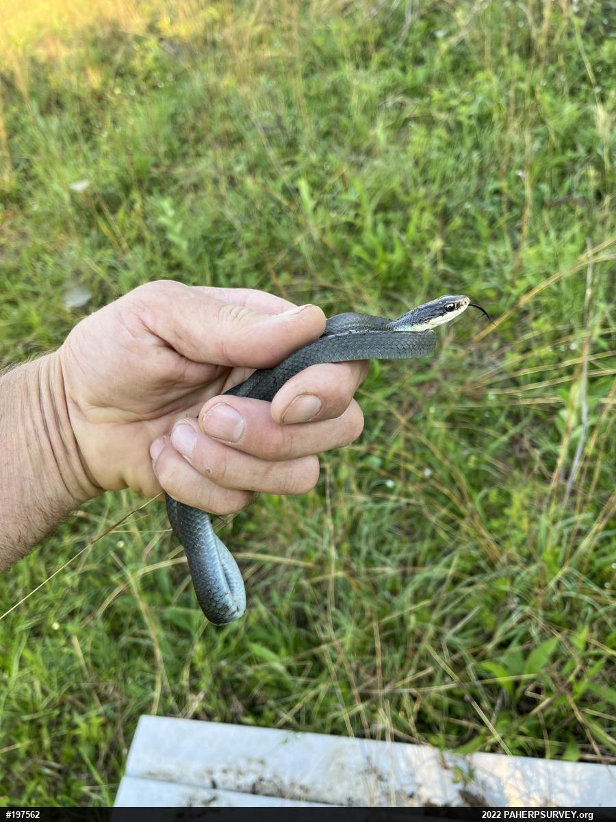 Northern Black Racer