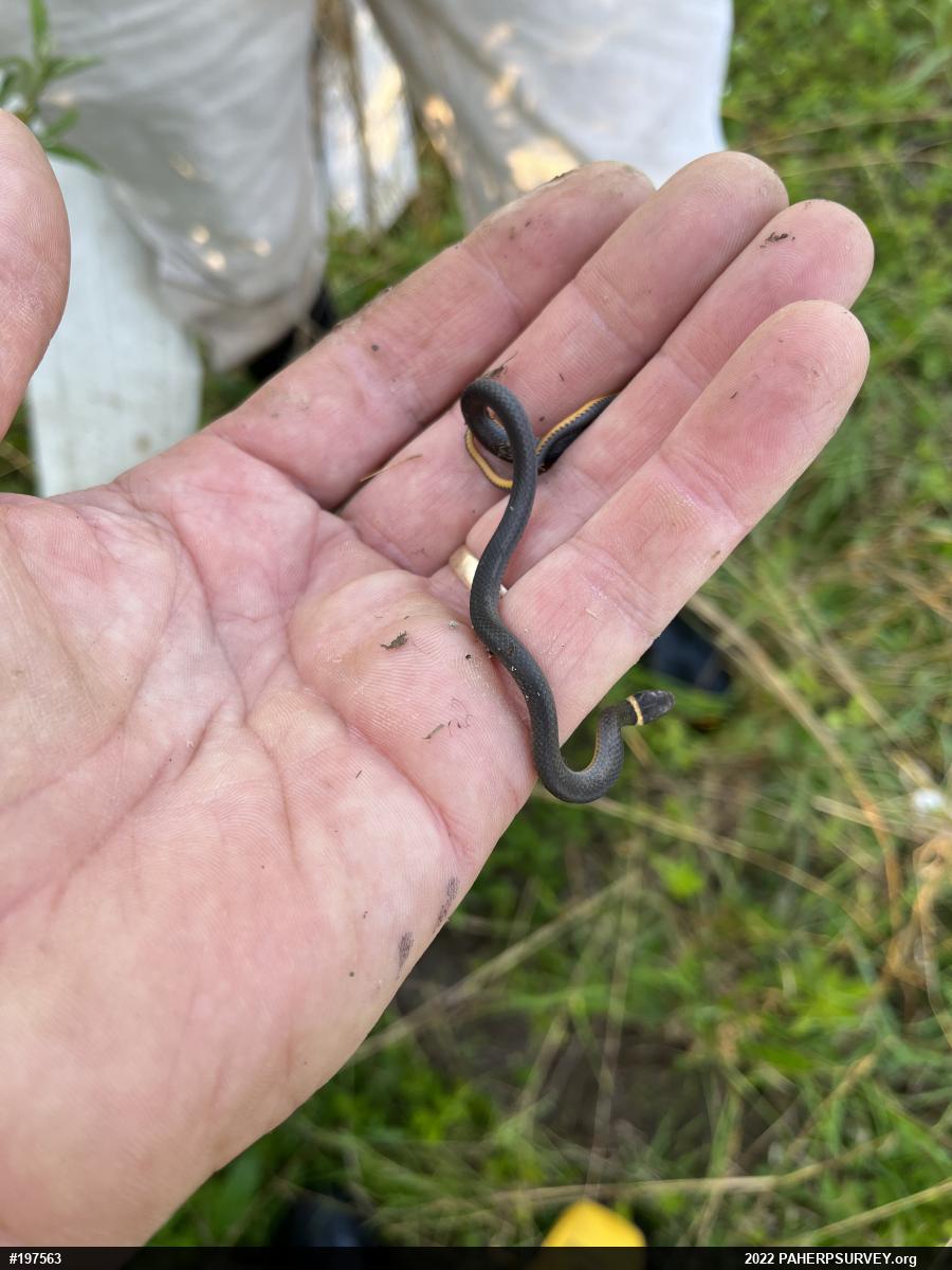 Northern Ring-necked Snake