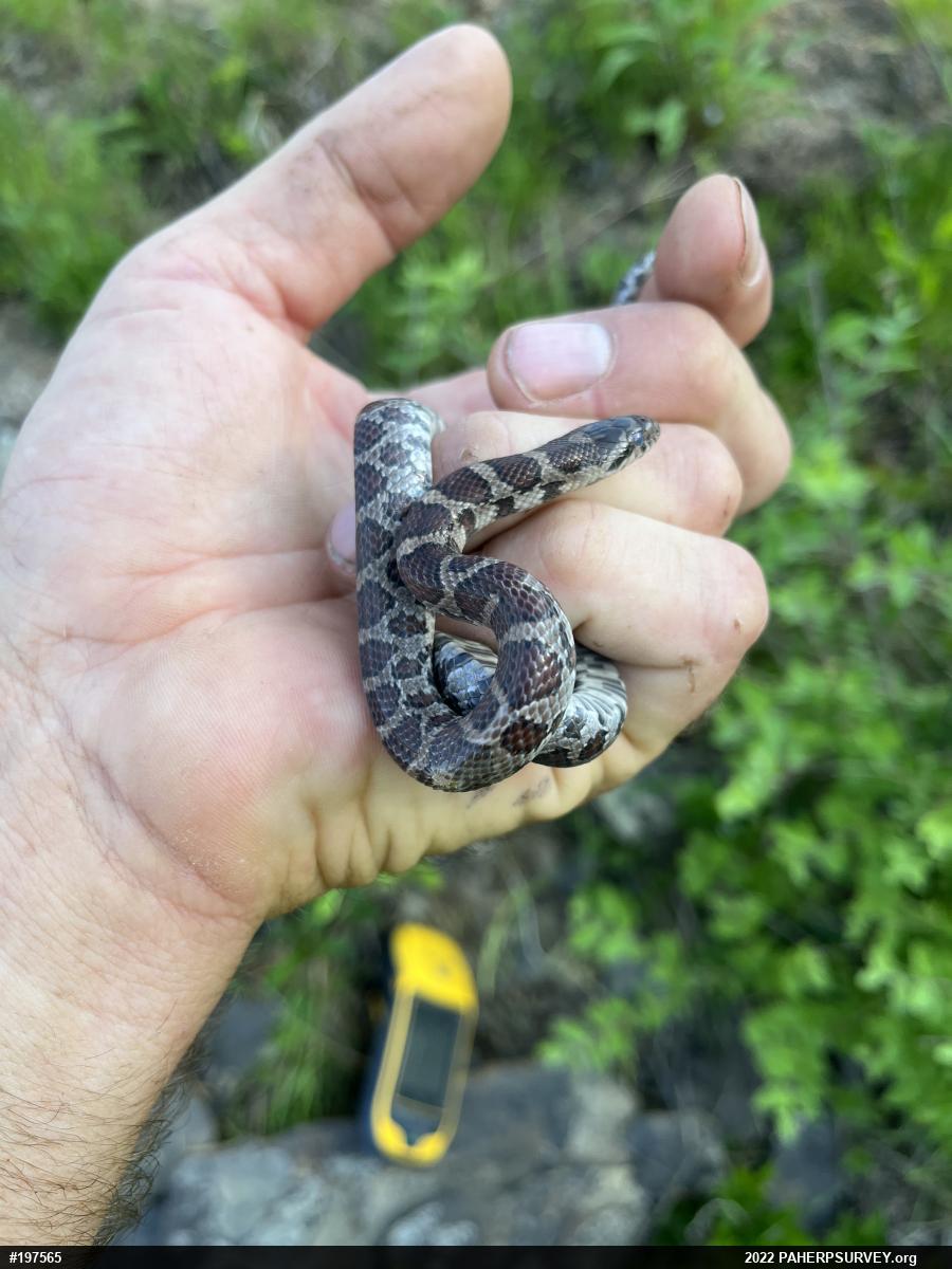 Eastern Milksnake