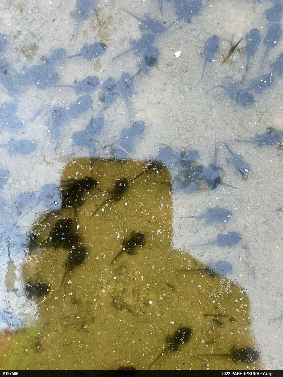 Eastern American Toad