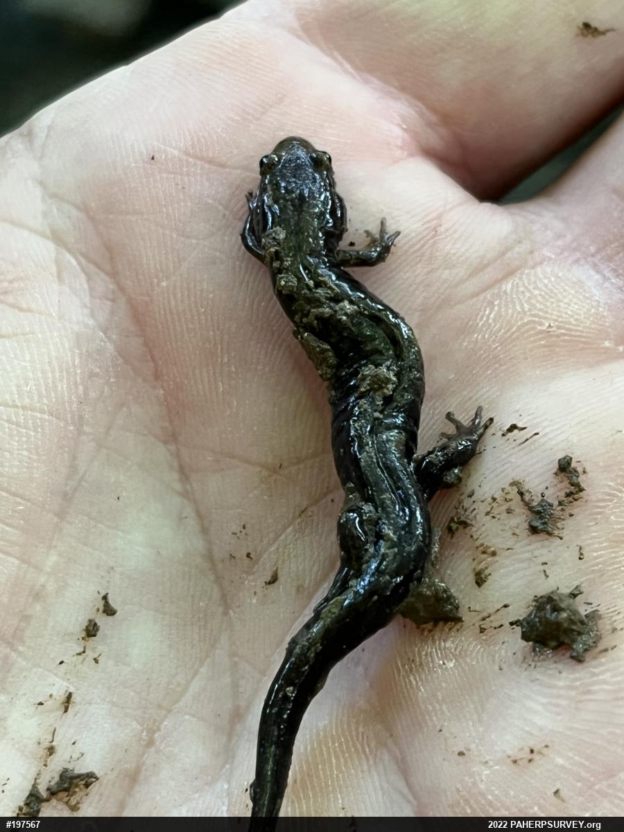 Dusky Salamanders