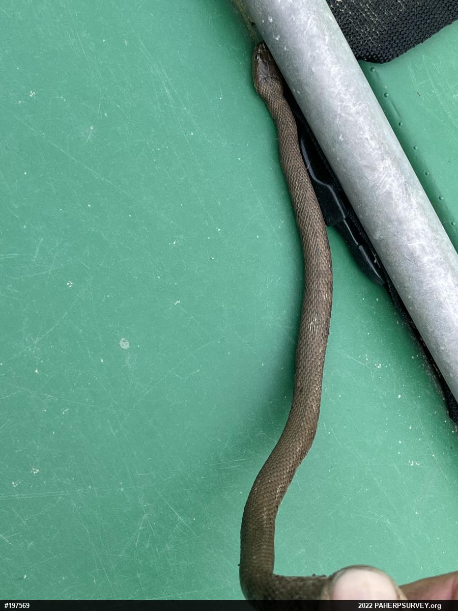 Northern Watersnake