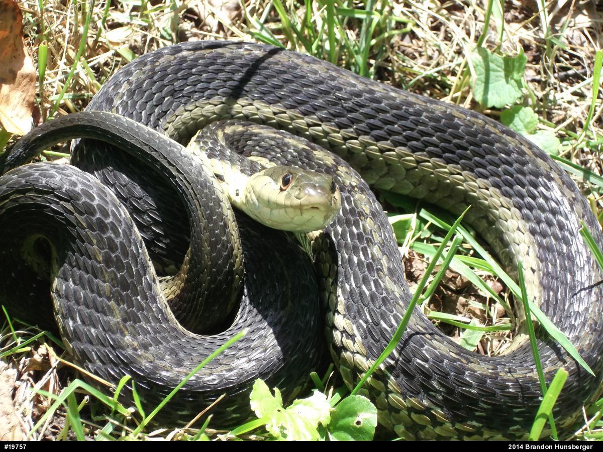 Eastern Gartersnake
