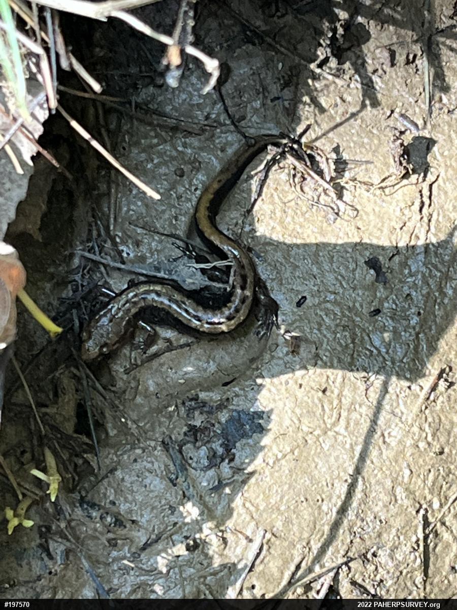 Allegheny Mountain Dusky Salamander