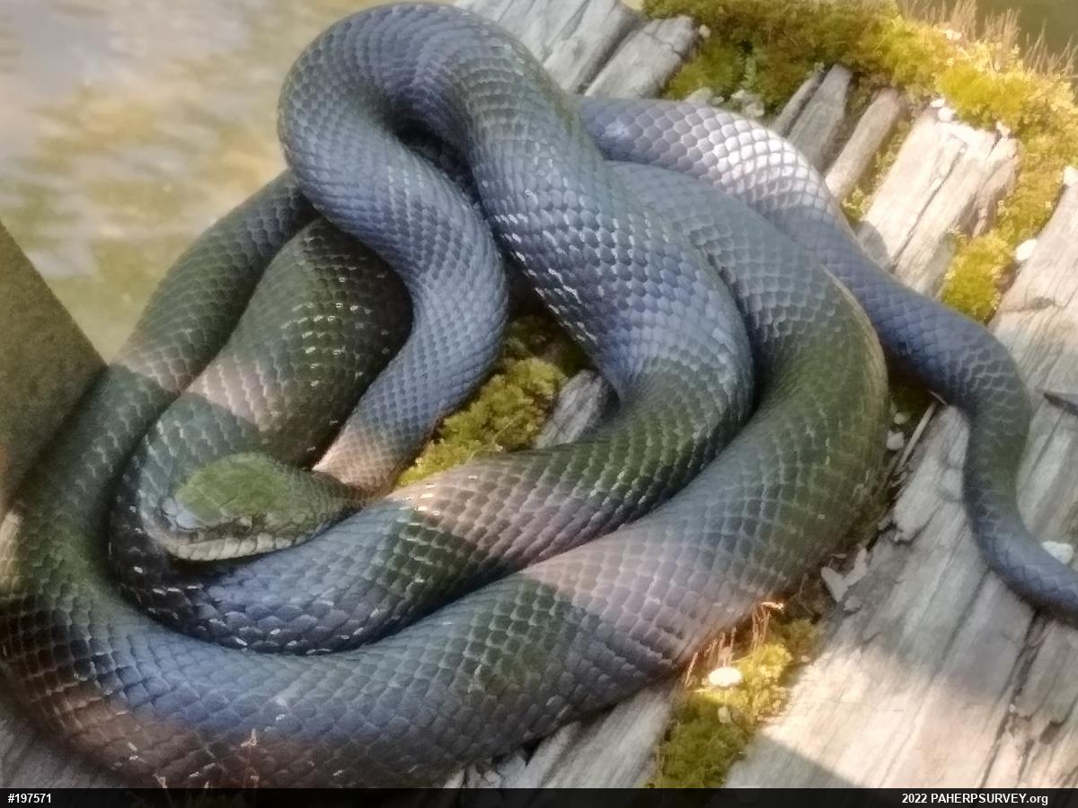Eastern Ratsnake