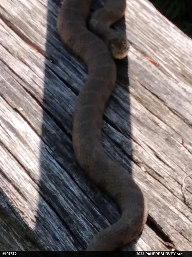 Northern Watersnake