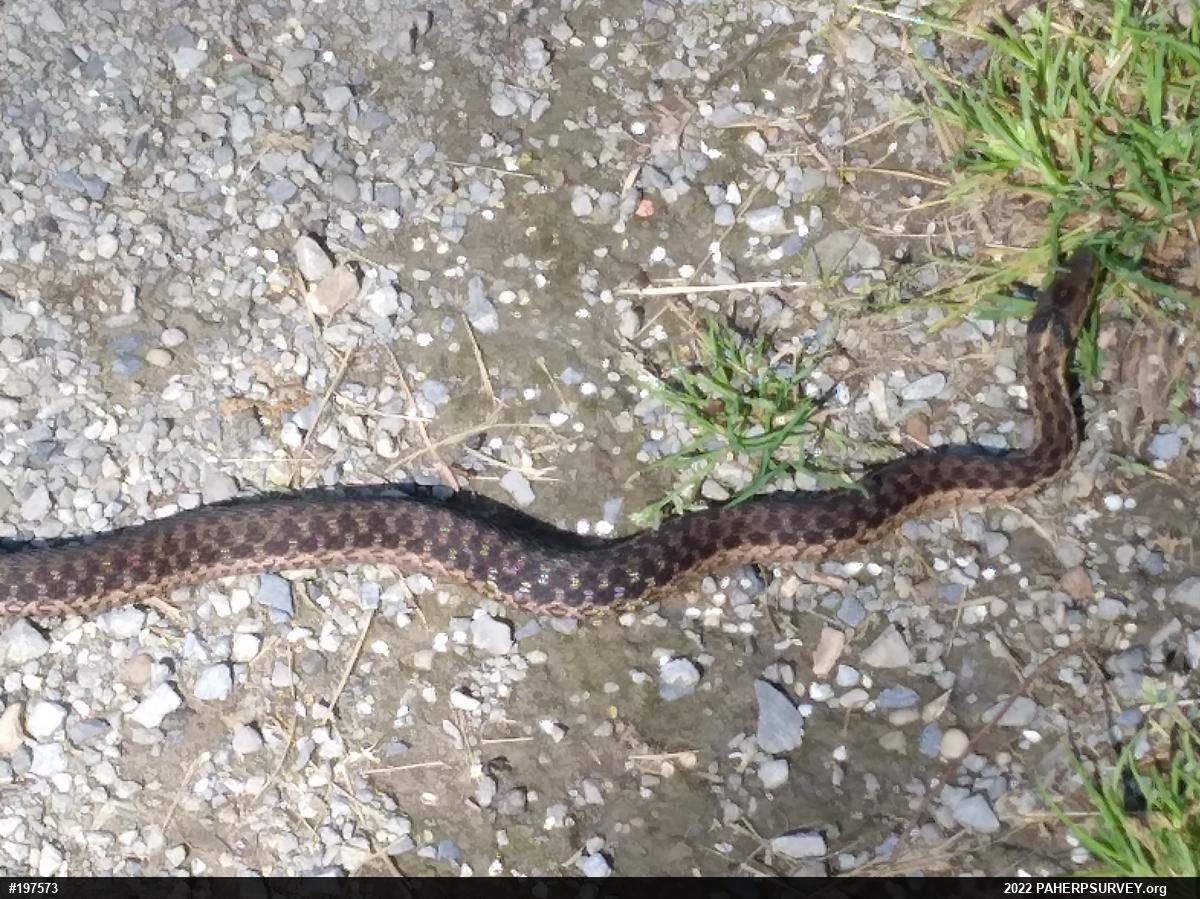 Eastern Gartersnake