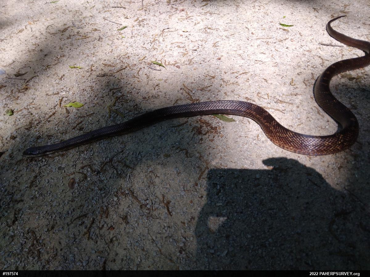 Eastern Ratsnake
